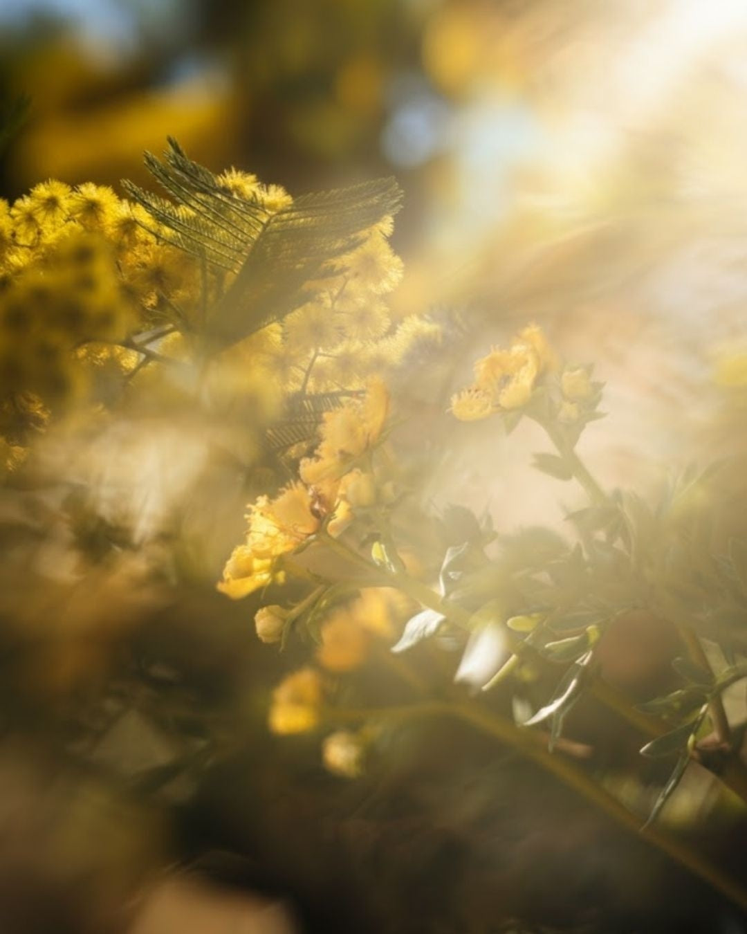 Geurstokjes 200 ml - Echoes of Kindness